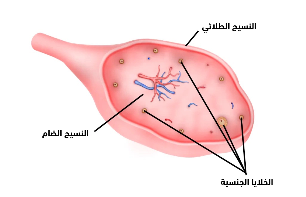 متى يكون استئصال كيس المبيض ضرورياً